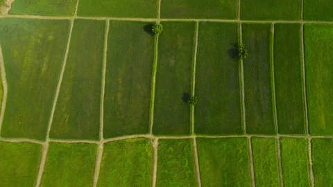 Aerial view leaf background	 Video stock 204958060