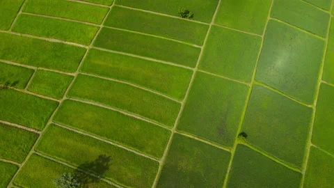 Aerial view leaf background	 Video stock 204958067