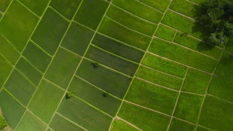 Aerial view leaf background	 Stock Footage 204958079