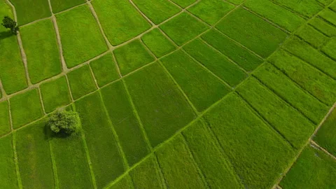 Aerial view leaf background	 Video stock 204958087