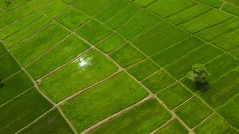 Aerial view leaf background	 Video stock 204958088