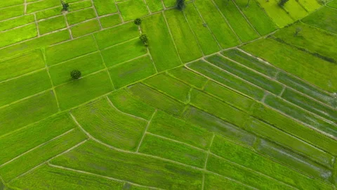 Aerial view leaf background	 Video stock 204958150