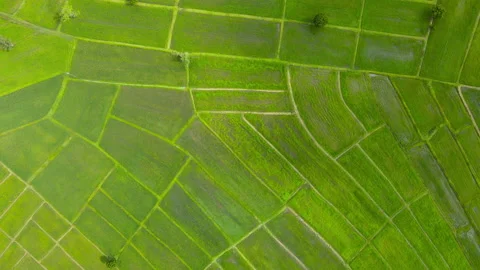 Aerial view leaf background	 Video stock 204958170