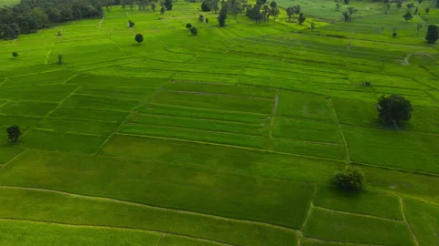 Aerial view leaf background	 Video stock 204958188