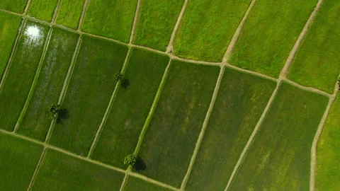 Aerial view leaf background	 Video stock 204958209