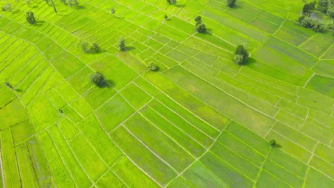 Aerial view leaf background	 Video stock 204958230