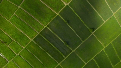 Aerial view leaf background	 Video stock 204958275