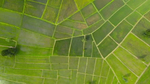 Aerial view leaf background	 Video stock 204958277