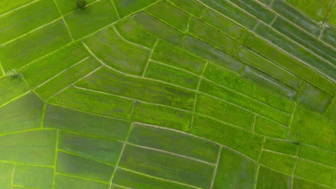 Aerial view leaf background	 Video stock 204958284