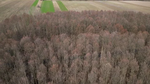 Aerial view of a leafless deciduous forest in autumn or early spring. Video stock 331873691