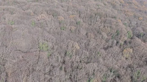 Aerial View of Leafless Forest in Early Spring Season Stock Footage 324889744