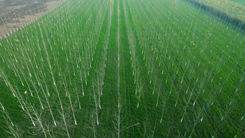Aerial view of leafless poplar trees in rows across farmland 스톡 동영상 333307133