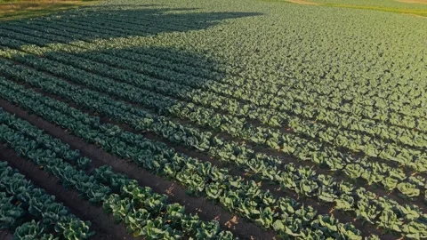 Aerial View of Leafy Vegetable Crop Rows on Commercial Farm Stock-Footage 325833512