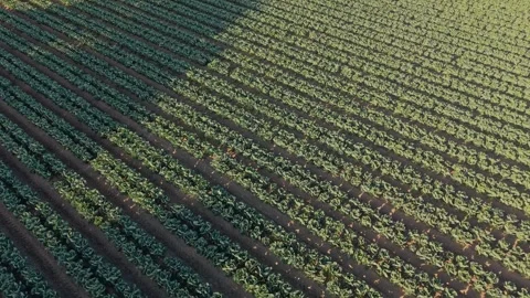 Aerial View of Leafy Vegetable Crop Rows on Commercial Farm Stock Footage 325833653