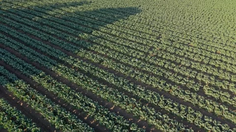 Aerial View of Leafy Vegetable Crop Rows on Commercial Farm Stock Footage 325833655