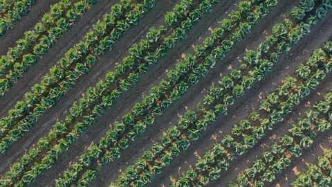 Aerial View of Leafy Vegetable Crop Rows on Commercial Farm 스톡 동영상 325833658