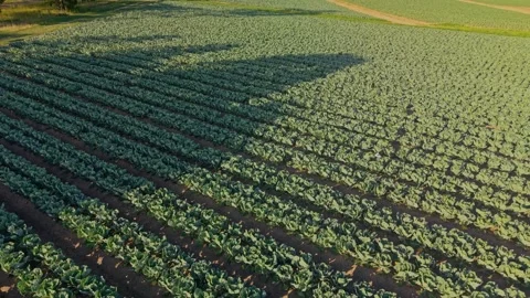 Aerial View of Leafy Vegetable Crop Rows on Commercial Farm Stock Footage 325833661