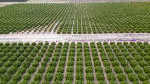 Aerial view of lemon fields at Anza Borrego State park.California Stock Footage 264980021