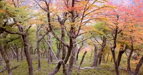 Aerial view of the Lenga beech forest Stock-Footage 90668523