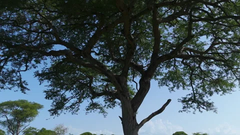 Aerial view of a Leopard (Panthera pardus) jumping down from a tree, in Stock Footage 270505931