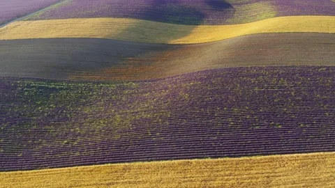 Aerial view on linear meadow of wheat and lavender Stock Footage 134994966