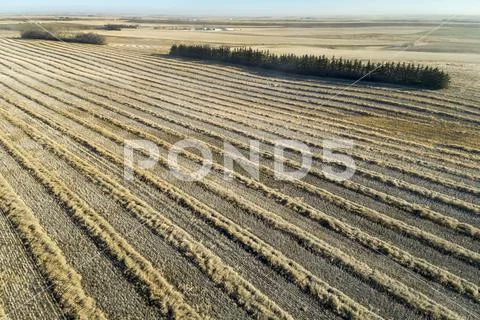 Aerial view of lines of cut canola in a field, West of Beiseker,Alberta, Canada Stock Photos