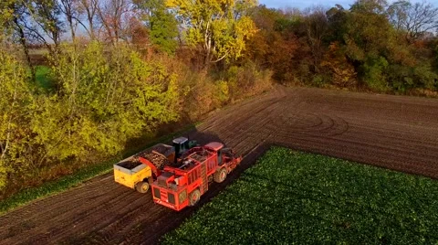 Aerial view of the loading sugar beet harvester on a trailer Stock-Footage 56505063