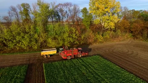 Aerial view of the loading sugar beet harvester on a trailer Stock-Footage 56505242