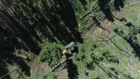 Aerial view of Logging machine cutting down tree Stock Footage 194164850