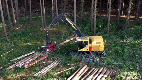 Aerial view of logging machine dividing tree Stock Footage 172559376