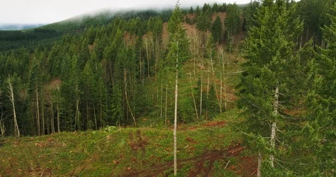 Aerial view of logging operation Stock Footage 91251162
