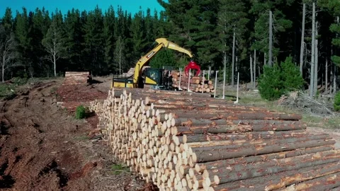Aerial view of logs being loaded onto truck Video stock 172559176