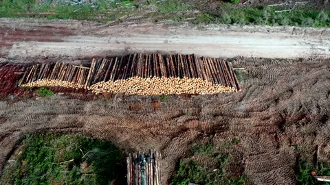 Aerial view of logs in field Stock Footage 172559341