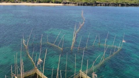 Aerial view of lone dead tree in shallow tropical sea, Philippines Stock Footage 325217679