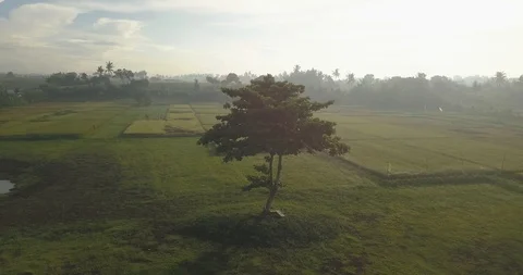 Aerial view of lone tree in field, Stock Footage 128652067