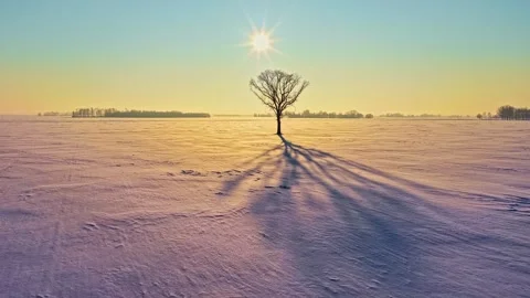 Aerial view of a lone tree in a snow-covered field, Latvia. Видео 345005581