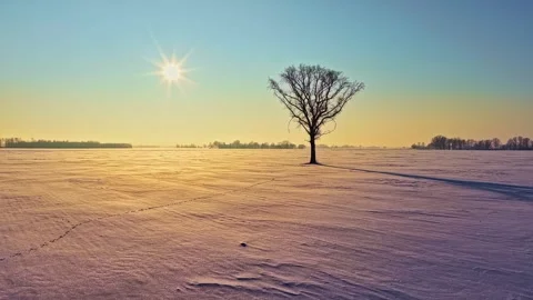 Aerial view of a lone tree in a snow-covered field, LATVIA. Видео 345005601