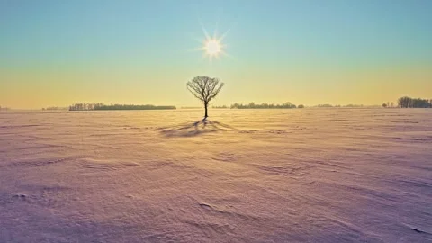 Aerial view of a lone tree in a snowy field in Latvia. Видео 345005611