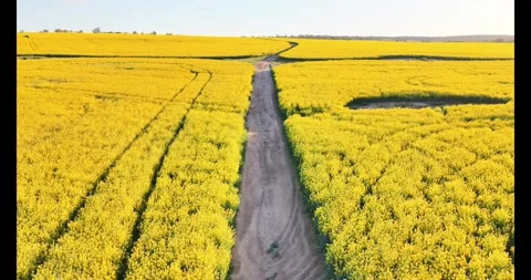 Aerial view of a lone tree in a vibrant yellow canola field, Australia. Видео 345395712