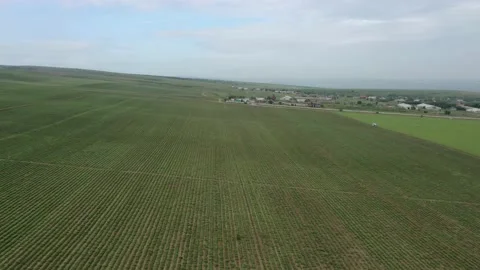 Aerial view. Lone trees on the skyline against a cloudy sky. Low smooth flight Vidéo 157578352