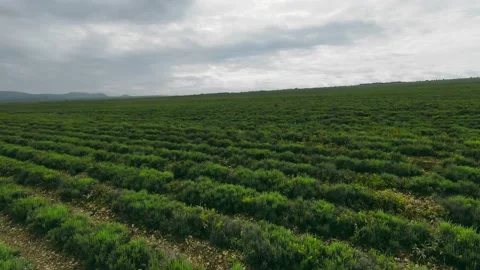 Aerial view. Lone trees on the skyline against a cloudy sky. Low smooth flight Vidéo 157803845
