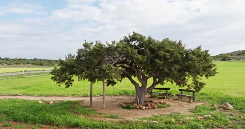Aerial view of a lonely old tree in nature. Stock Footage 231075336