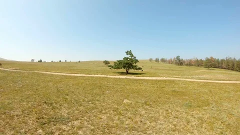 Aerial view of a lonely tree in the field Stock Footage 111744002