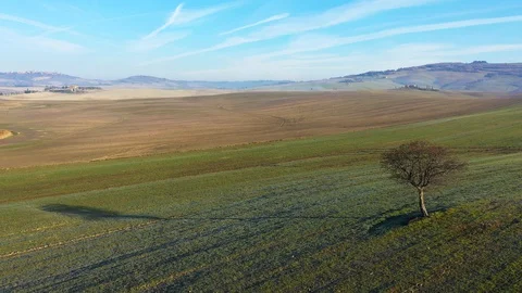 Aerial view of a lonely tree in Val d'Orcia, Tuscany Stock-Footage 127871813