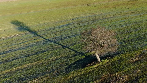 Aerial view of a lonely tree in Val d'Orcia, Tuscany Stock Footage 127872290