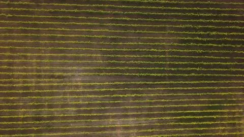 Aerial view of long horizontal rows of green grape vines across a vast Port.. 写真素材