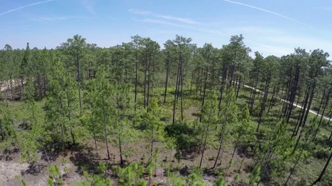 Aerial view, Longleaf Pine forest (Pinus palustris) SE USA Vidéo 73901139