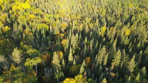 Aerial view looking down and flying forwards over a forest of mixed trees Stock Footage 275408775