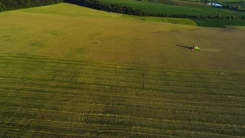 Aerial view looking down onto a combine harvester cutting corn crops on a summer Video stock 115322603