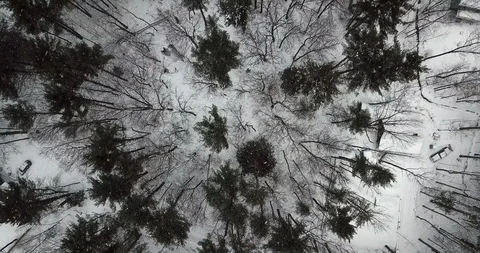 Aerial view looking down on deciduous trees in a snowstorm Stock Footage 124828895